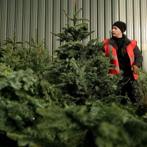 freshly cut real Christmas trees