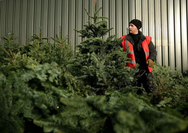 freshly cut real Christmas trees