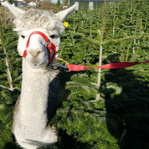 Annie the Alpaca at Christmas Tree Farm Meath