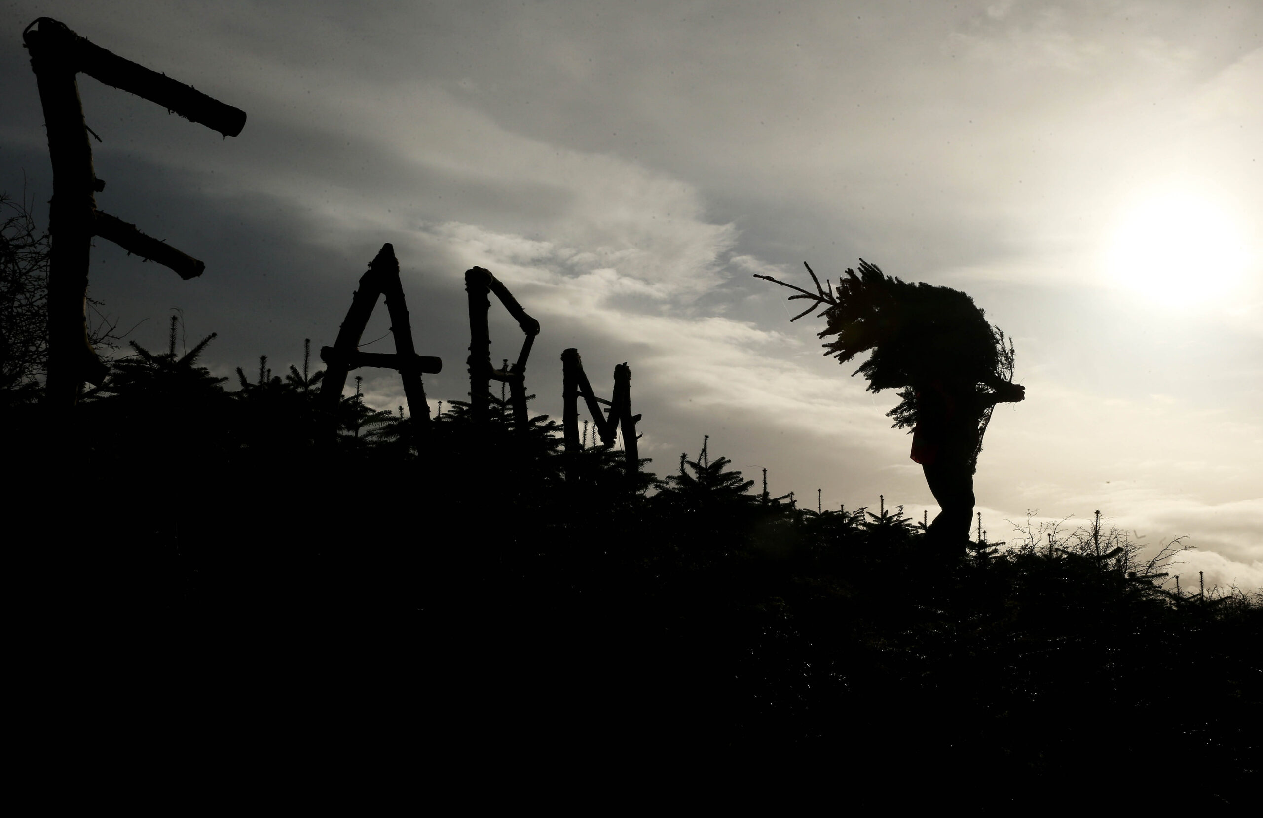 Christmas Tree Farm Meath